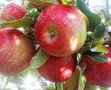 Educating CHildren|Preschool|Maths|food|Counting Apples