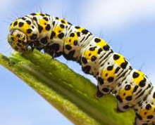 Educating CHildren|Preschool|Language|growing|Caterpillar