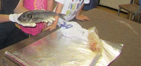 Educating CHildren|Preschool|Water|Dissect a fish